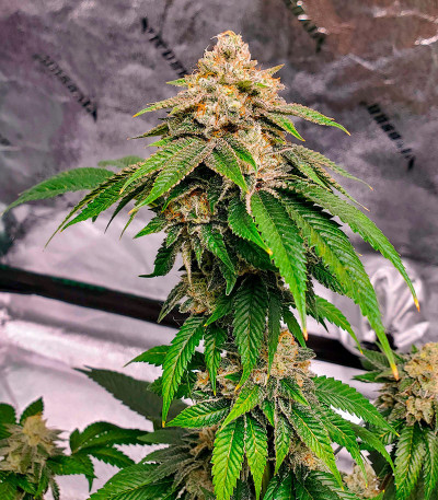 Семена сорта Motor Breath fem (7CH American)