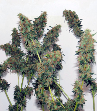 Семена сорта Orange Bud reg (Dutch Passion)