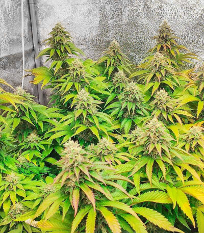 Семена сорта Watermelon Zkittlez fem