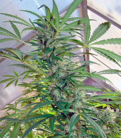 Семена сорта Skunk #11 fem (Dutch Passion)