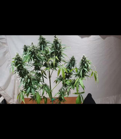 Семена сорта Girl Scout Cookies Auto fem (Original Sensible Seeds)