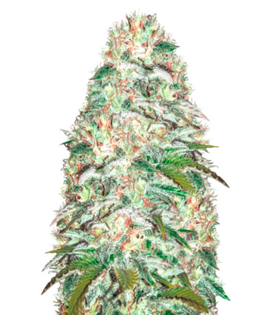 Семена сорта Parmesan fem (Victory Seeds)