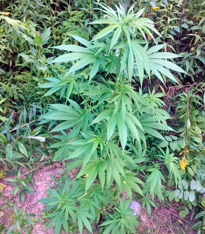 Семена сорта Kannabia Special (Big Bull) fem