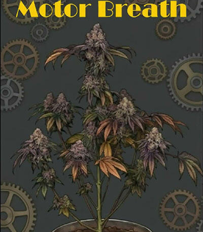 Семена сорта Motor Breath fem (7CH American)