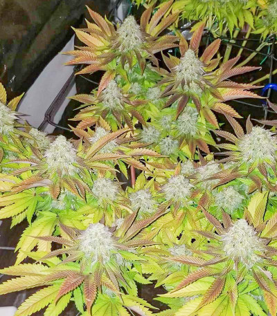 Семена сорта Purple Punch fem (Barney's Farm)