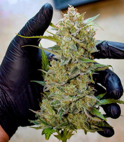 Семена сорта Zkittlez x Grapefruit (7CH Seeds & Cali Buds Seeds)