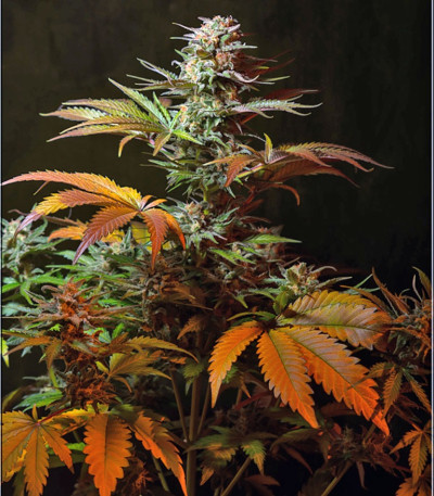 Семена сорта Jack 47 F1 Fast Version fem (Sweet Seeds)