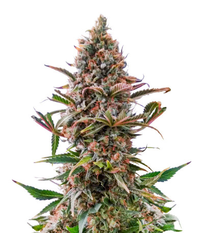 Семена конопли сорта AK-47