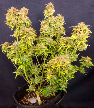 Семена сорта Black Orchid fem (Original Sensible Seeds)