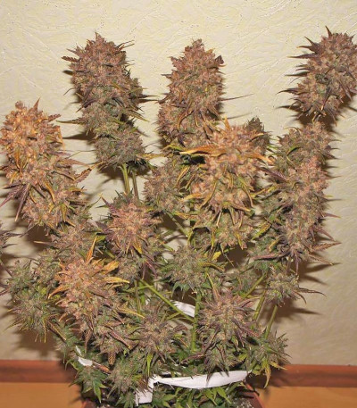 Семена сорта Crystal METH Auto fem (FastBuds)