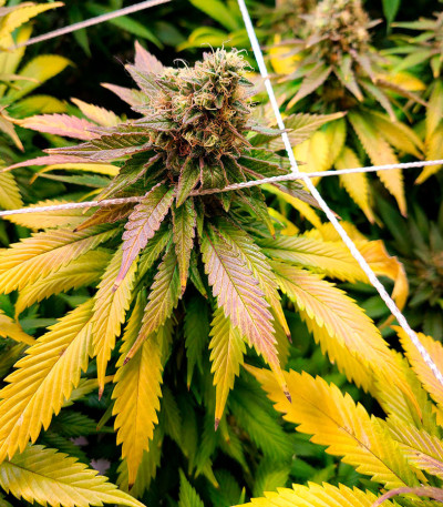 Семена сорта Do-Si-Dos Cookies fem (00 Seeds)