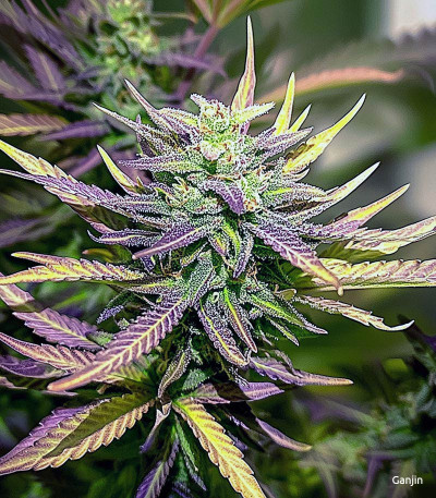 Семена сорта Crime Caramel Auto fem (Семяныч)