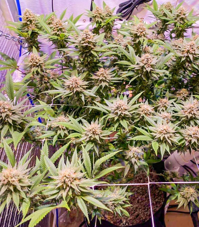 Семена сорта Mandarin Thuggee fem (AlphaFem Seeds)