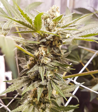 Семена сорта Master kush fem (Dutch Passion)