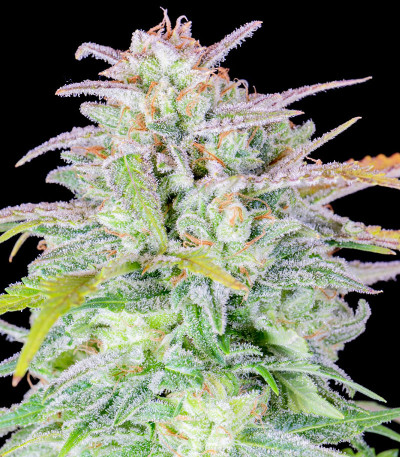 Семена сорта Original Afghan Kush Auto fem (FastBuds)