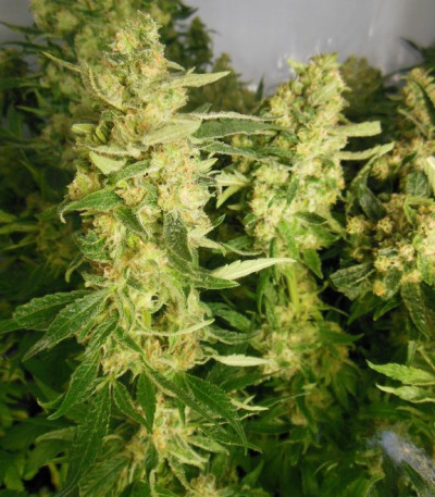 Семена сорта Mother Gorilla (Royal Madre) fem (Royal Queen Seeds)