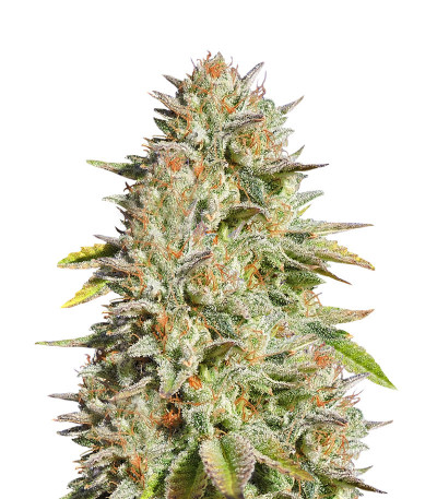 Семена сорта Gorilla Glue #4 fem (Original Sensible Seeds)