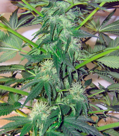 Семена сорта Great White Shark (Green House Seeds)