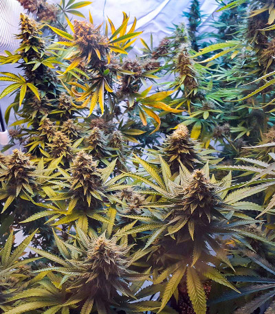 Семена сорта Kush Mintz fem (Barney's Farm)