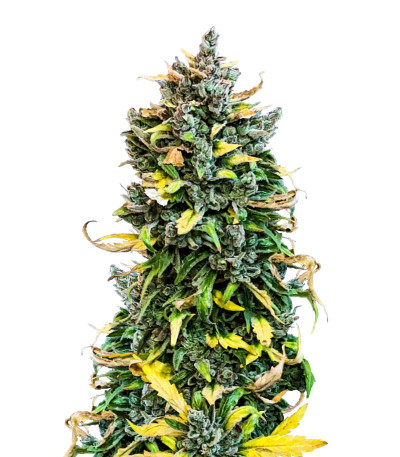 Семена сорта конопли Haze Auto