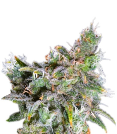 Семена сорта Magic Bud fem (Paradise Seeds)