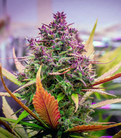 Семена сорта LSD auto fem (Семяныч)