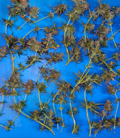 Семена сорта Ganesh Spirit fem (Sweet Seeds)