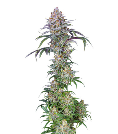 Семена сорта Blueberry Muffin fem (Humboldt Seed Company)