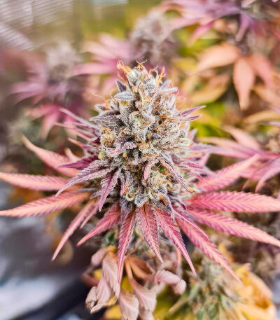 Семена сорта Zkittlez × Gorilla Glue fem (7CH Seeds & Cali Buds Seeds)