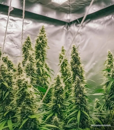 Семена сорта Bruce Banner Auto fem (Семяныч)