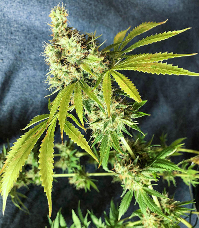 Семена сорта Royal Runtz fem (Royal Queen Seeds)