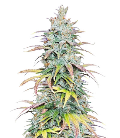 Микс семян конопли Dessert Mix fem (Herbies Seeds)