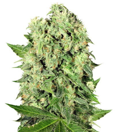 Семена сорта Dutch Cheese reg (Sumo Seeds)