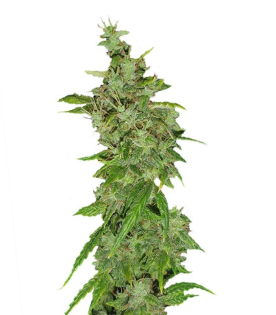 Семена сорта Tangerine Dream fem (Barney's Farm)