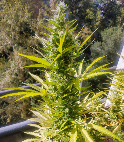 Семена сорта Zkittlez Auto fem (Cali Buds Seeds)