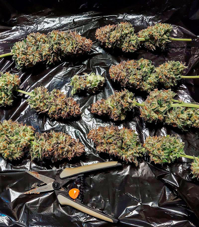 Семена сорта Gorilla Blue fem (Advanced Seeds)