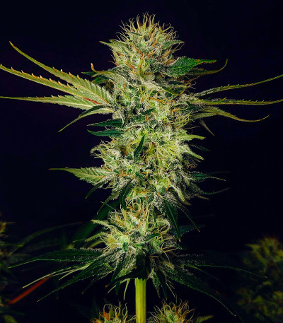 Семена сорта Grandmommy Purple fem (Herbies Seeds)