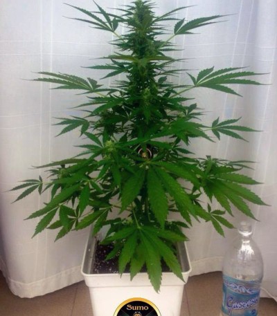 Семена сорта Zombie Haze Auto fem (Sumo Seeds)