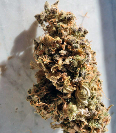 Семена конопли Cream Caramel Fem (Sweet Seeds)