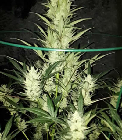 Семена сорта Strawberry Cake fem (Heavyweight Seeds)