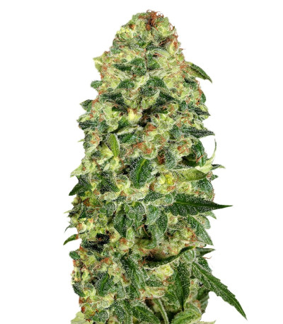 Семена сорта Auto California Kush fem (00 Seeds)