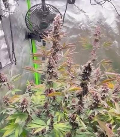 Семена сорта Durban Poison Auto fem от Humboldt Seed Company