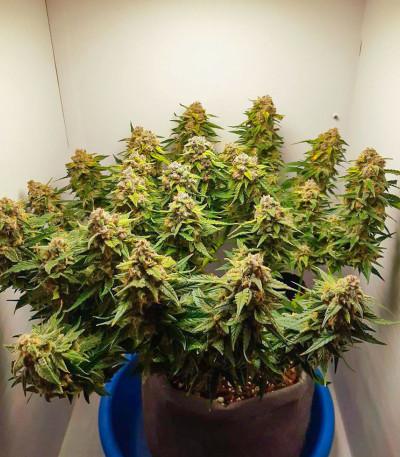 Семена сорта Zkittlez Auto fem (Семяныч)