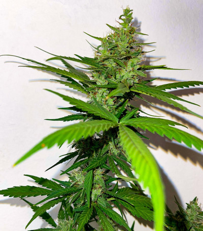 Семена сорта Brain Stroke Auto fem (High Speed ​​Buds)