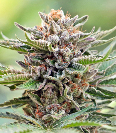 Семена сорта Sapphire Scout fem (Humboldt Seeds)