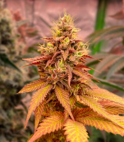 Семена сорта Señor Piña v.2 fem (UKHTA)