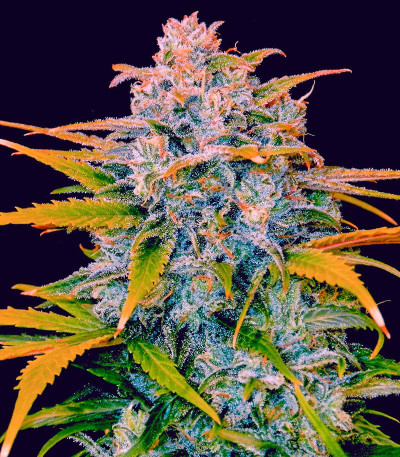 Семена сорта Sexy Cinderella Auto fem (Семяныч)