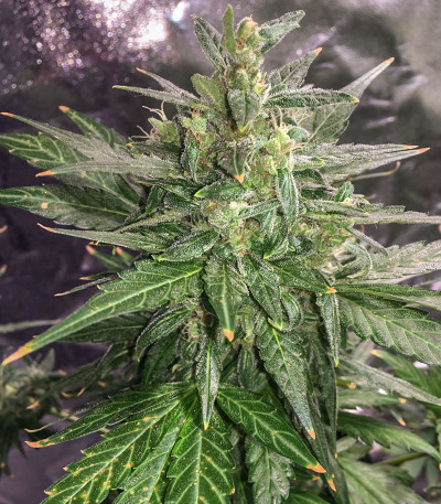Семена сорта Thunder Bloody Mary Auto fem (Samsara Seeds)