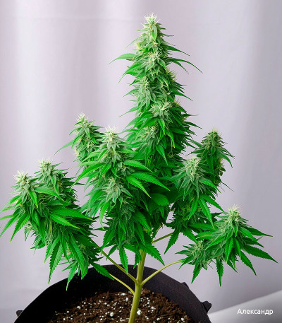 Семена сорта Johnny Cage Auto fem (Семяныч)