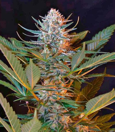 Семена сорта Black Jack F1 Fast Version fem (Sweet Seeds)